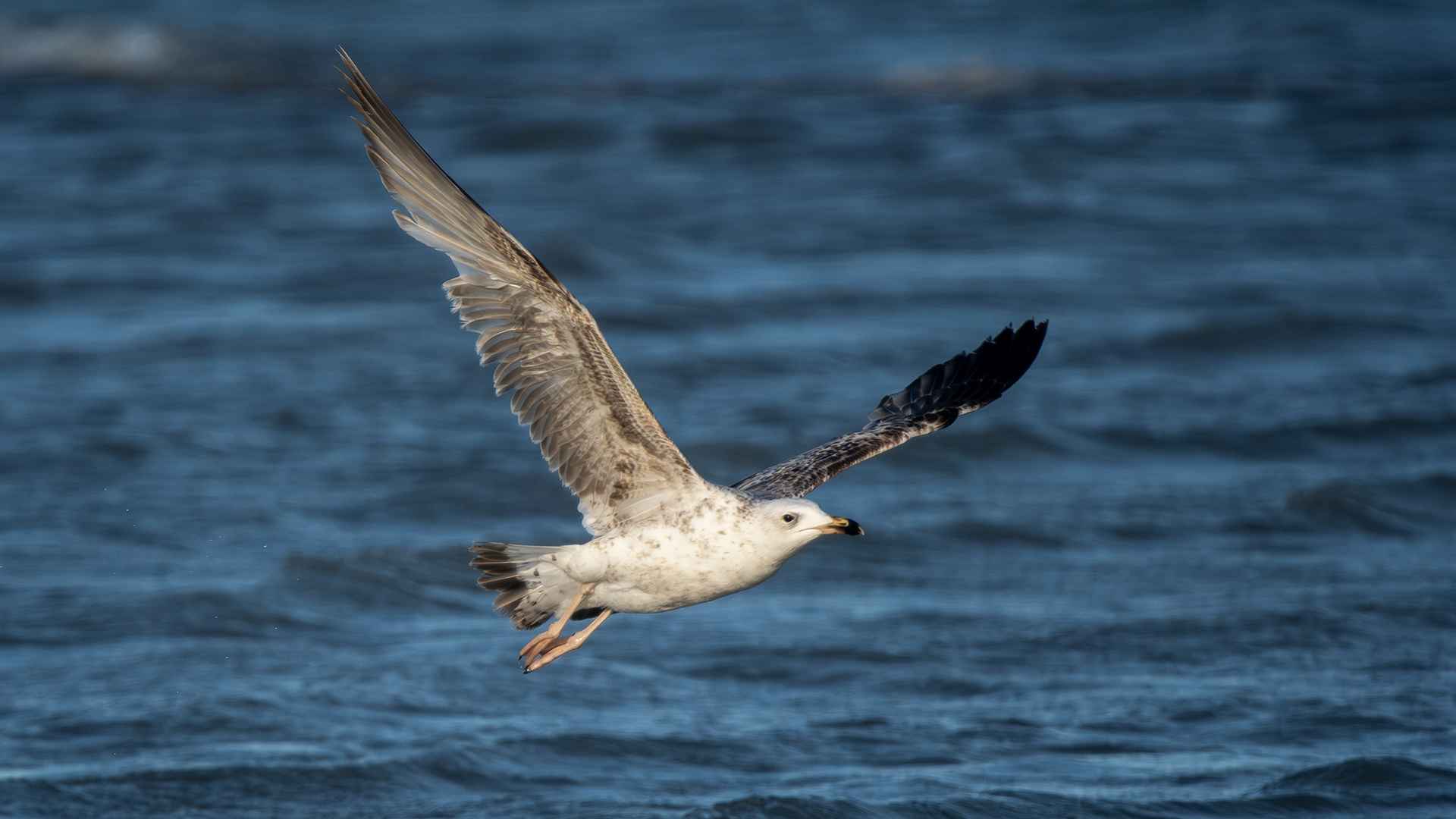 Armenian Gull